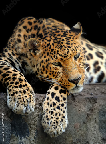 Leopard portrait on dark background #97852542