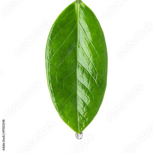 Dew drop on leaf close up,  Include path for remove background