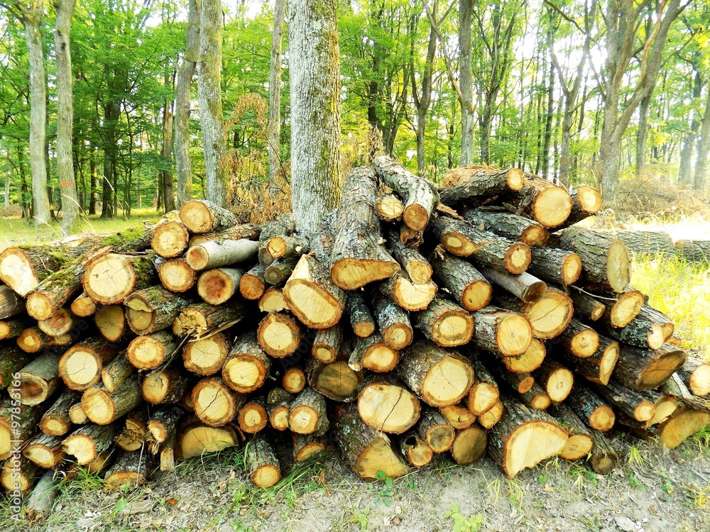 Woodpile in forest Woodpile in forest