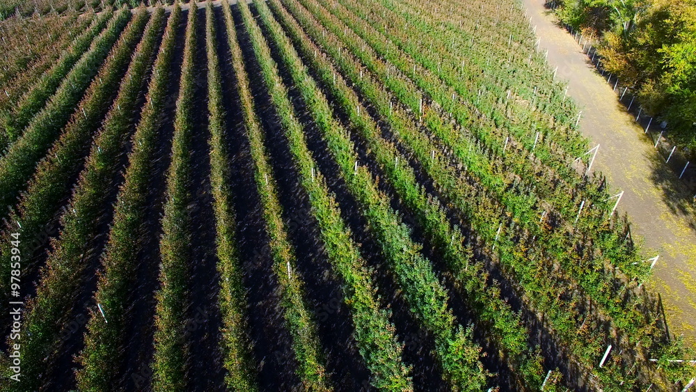 Flying Over Orchard in The Fall. Videography Quadrocopters. Autumn Flying Over Orchard in The Fall. Videography Quadrocopters. Autumn