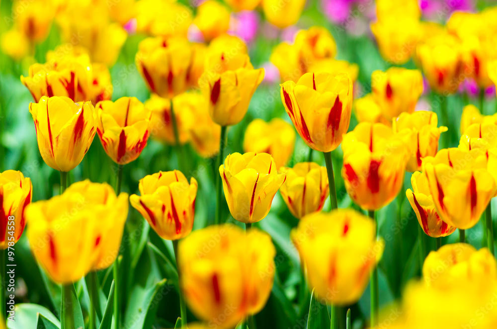 tulip flower（チューリップ）