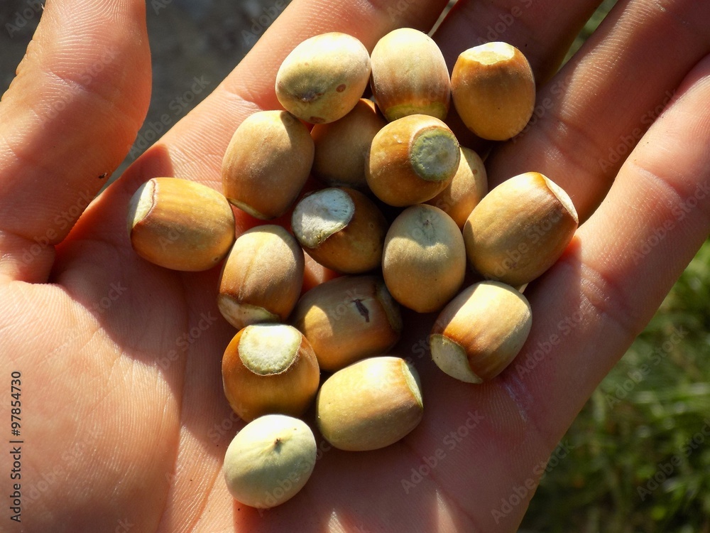 Hazelnuts on palm