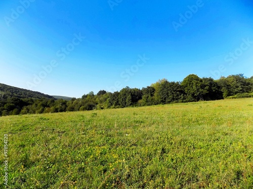 Meadow  forest and sky