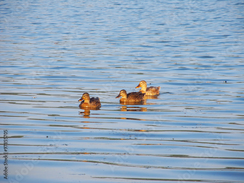 Three ducks swimming in the water in the evening © mysikrysa