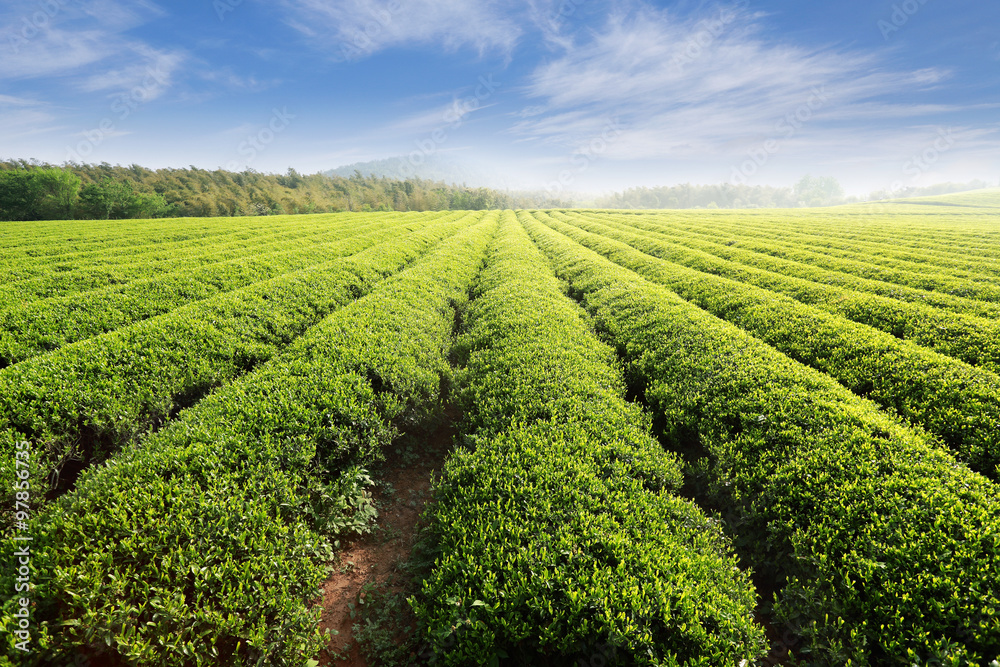 Beautiful pattern of bright, green tea garden on the hill Beautiful pattern of bright, green tea garden on the hill