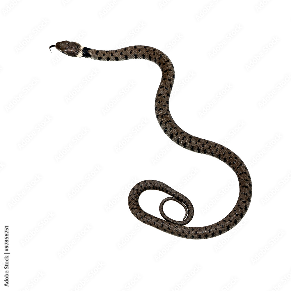 Natrix natrix, grass snake isolated on white Natrix natrix, grass snake isolated on white