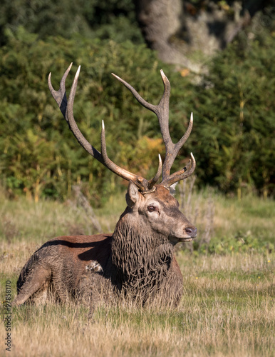 Fototapeta Naklejka Na Ścianę i Meble -  Red Deer stag lying in Grass showing his antlers with green foliage 