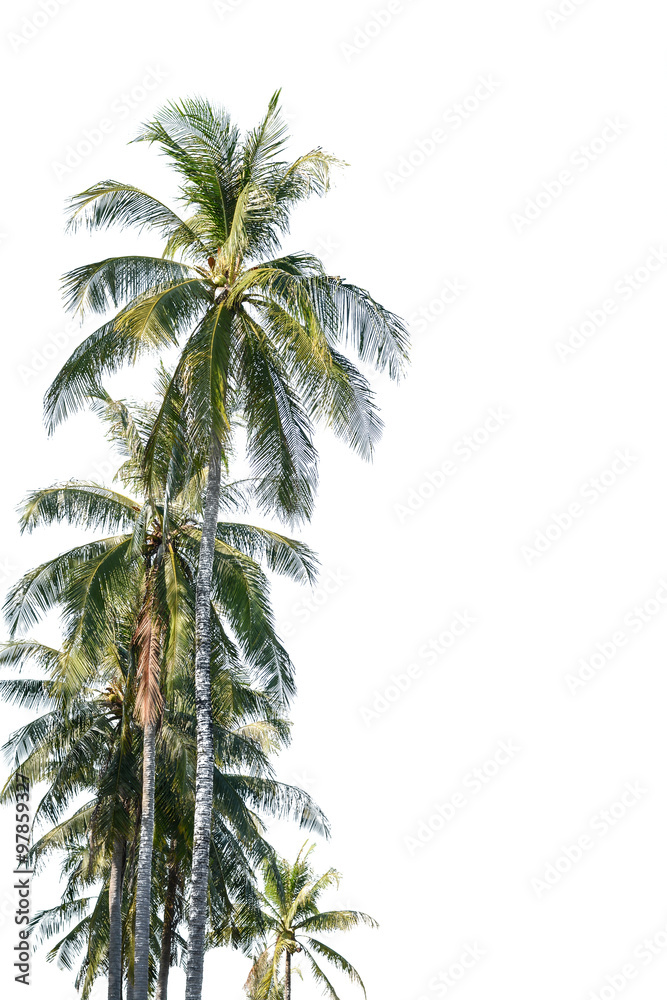 Obraz premium Coconut tree isolated on white background