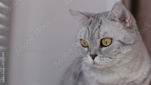 Close-up, adult cat looks away.