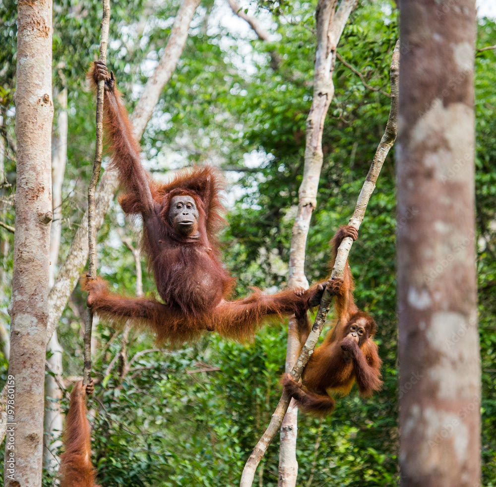 Fototapeta premium The female of the orangutan with a baby in a tree. Indonesia. The island of Kalimantan (Borneo). An excellent illustration.