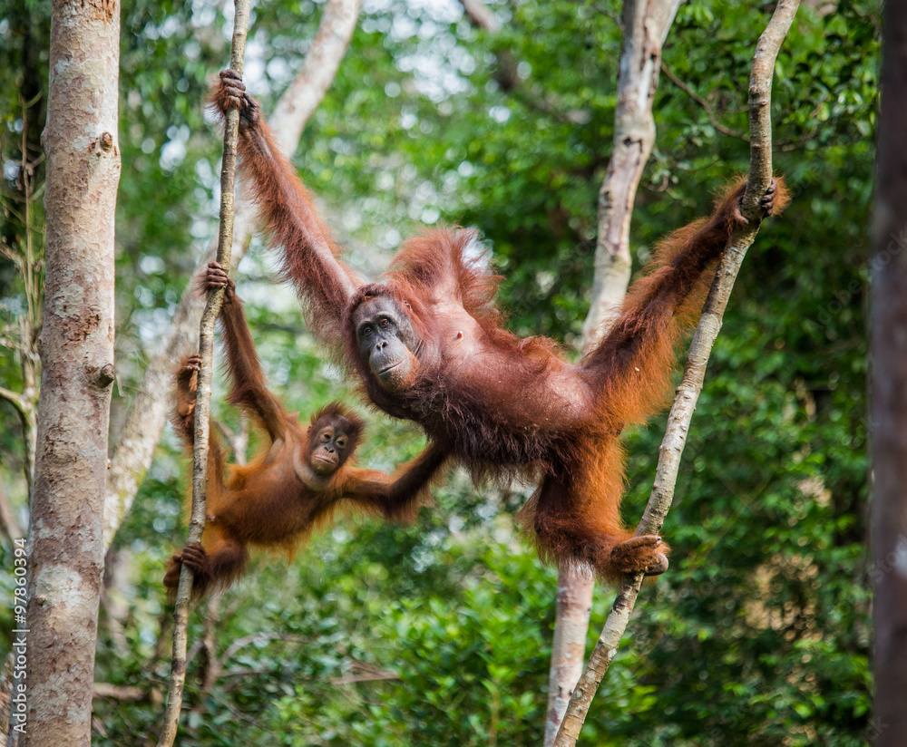 Naklejka premium The female of the orangutan with a baby in a tree. Indonesia. The island of Kalimantan (Borneo). An excellent illustration.