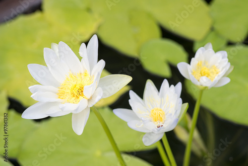 Lotus (Water lily) in pond