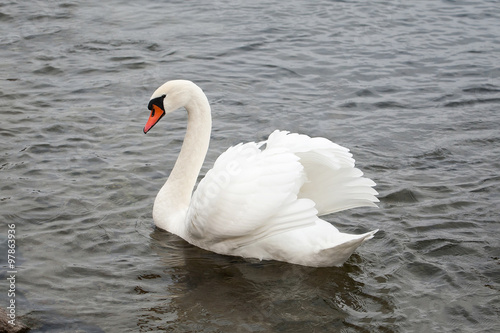 Wild Life. Swan on lake water, swans on pond