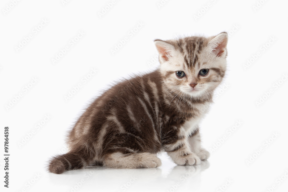 Cat. Small chocolate british kitten on white background