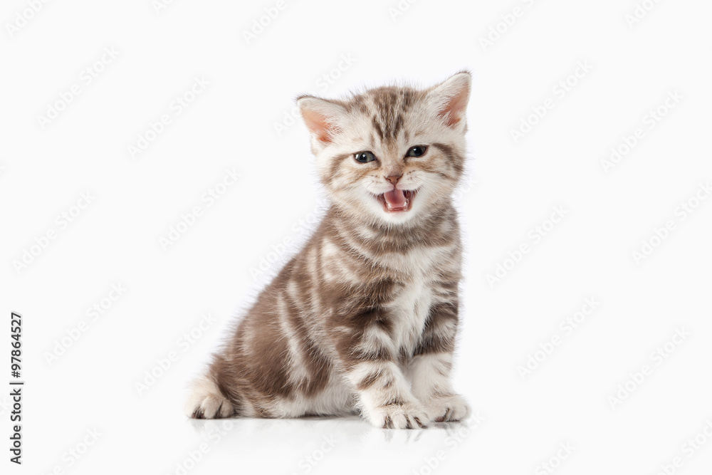 Cat. Small chocolate british kitten on white background