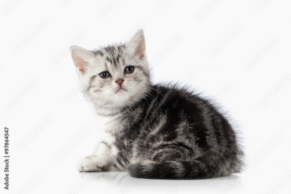 Cat. Small silver british kitten on white background