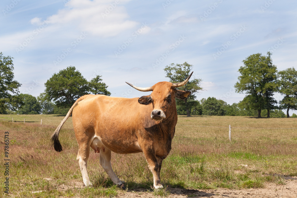 Single brown Aubrac beef cow standing sideways in a pasture in sunshine. A French breed often used as suckler cows. Single brown Aubrac beef cow standing sideways in a pasture in sunshine. A French breed often used as suckler cows.
