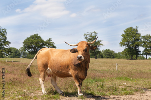 Single brown Aubrac beef cow standing sideways in a pasture in sunshine. A French breed often used as suckler cows. 