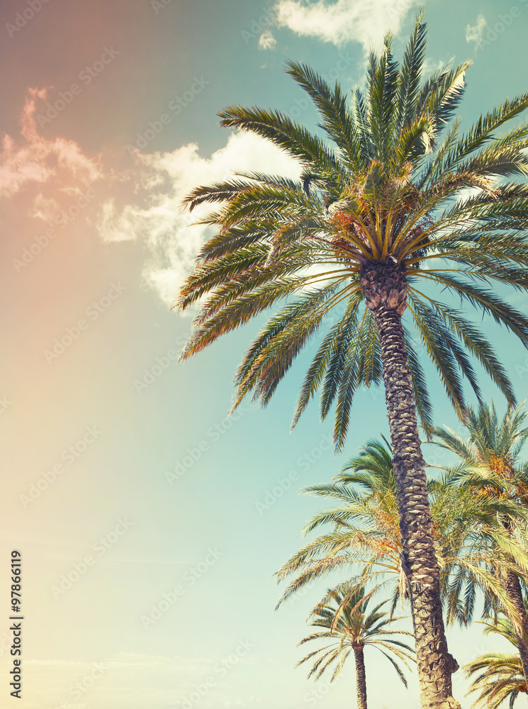 Fototapeta premium Palm trees over cloudy sky background, old style