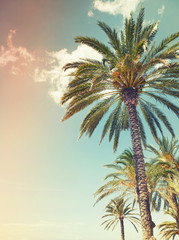 Fotobehang Palmboom Palm trees over cloudy sky background, old style  © evannovostro