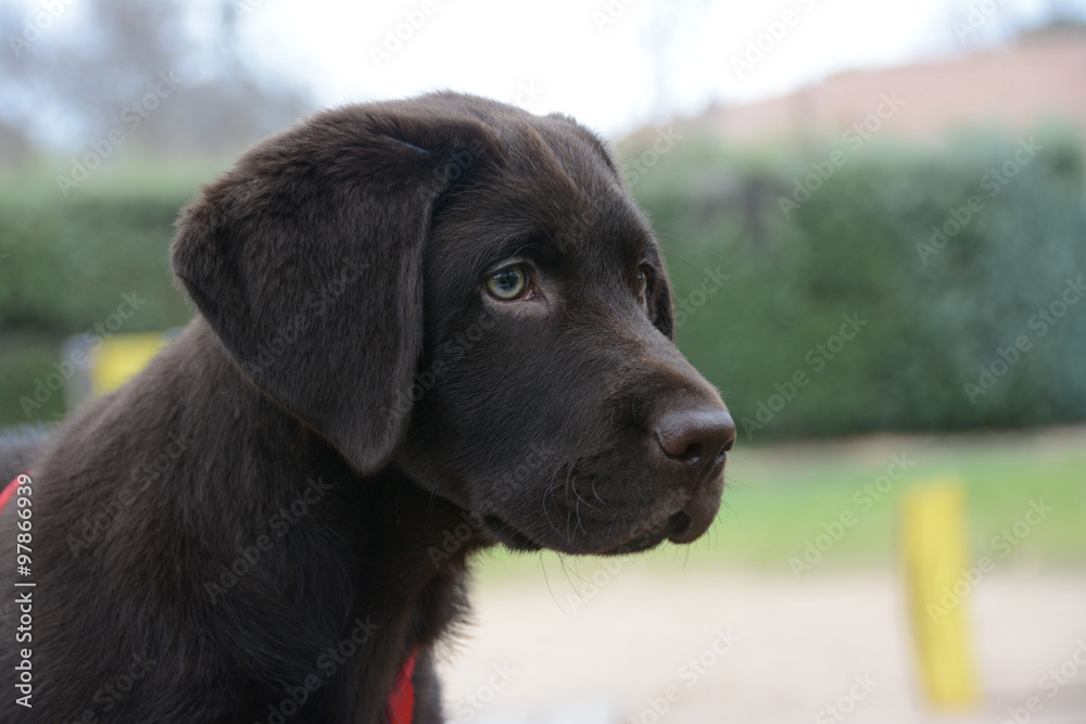 Perro Labrador chocolate