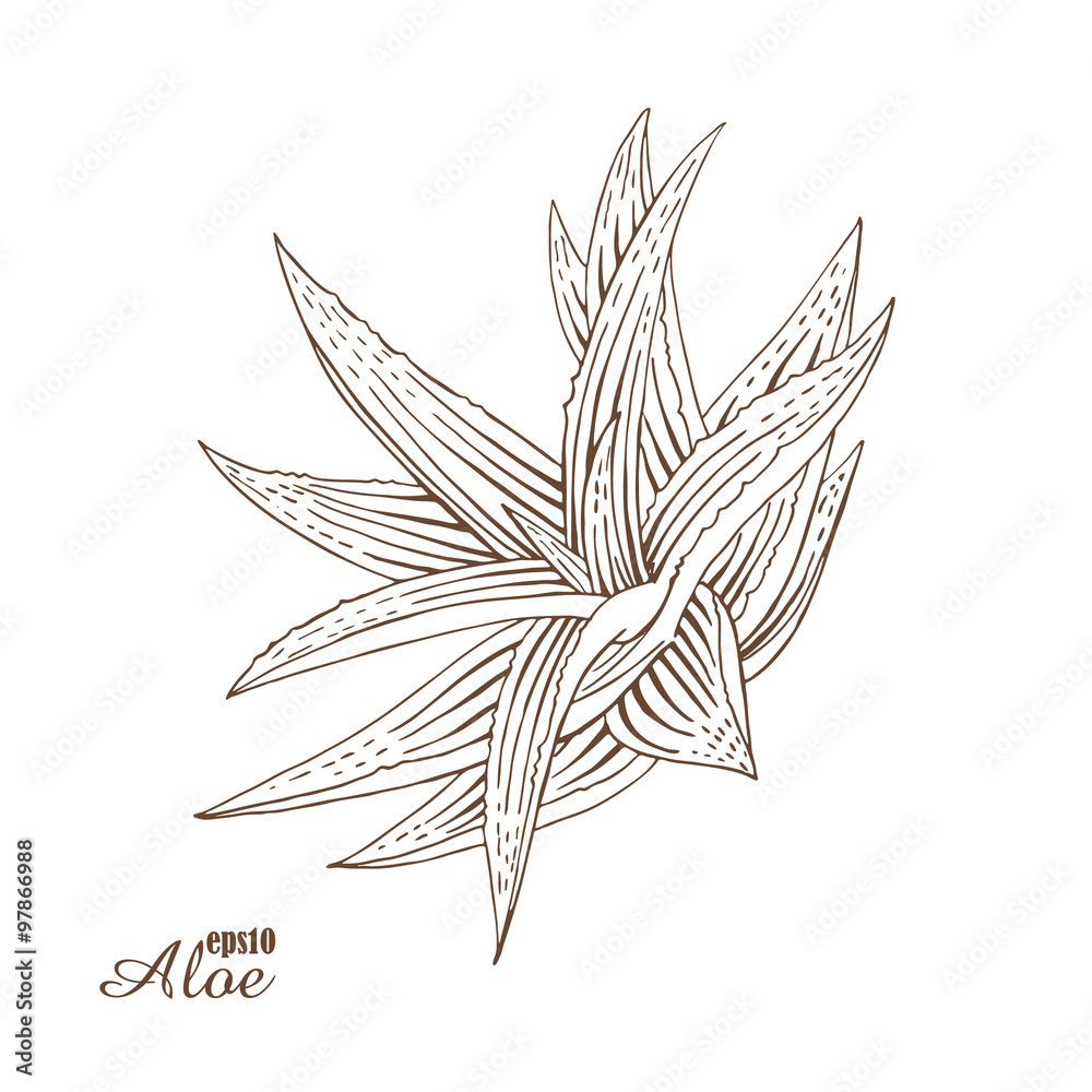 Aloe vera. Medicinal plants in woodcut style. Vector. Aloe vera. Medicinal plants in woodcut style. Vector.