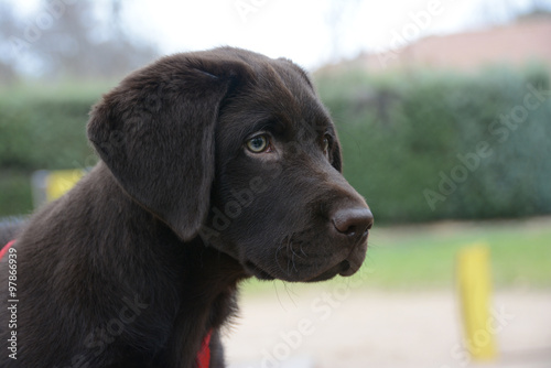 Perro Labrador chocolate