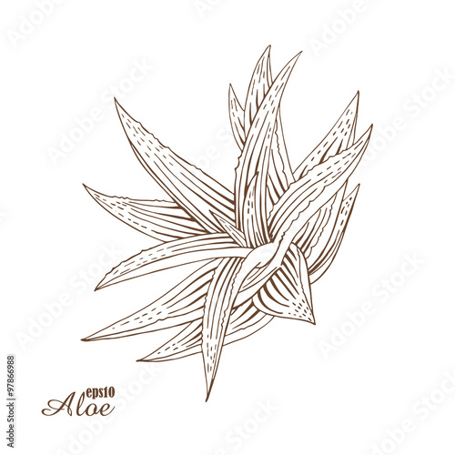 Aloe vera. Medicinal plants in woodcut style. Vector.