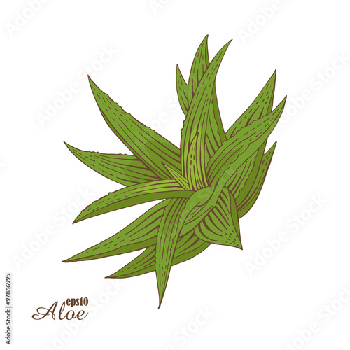 Aloe vera. Green medicinal plants in woodcut style. Vector.