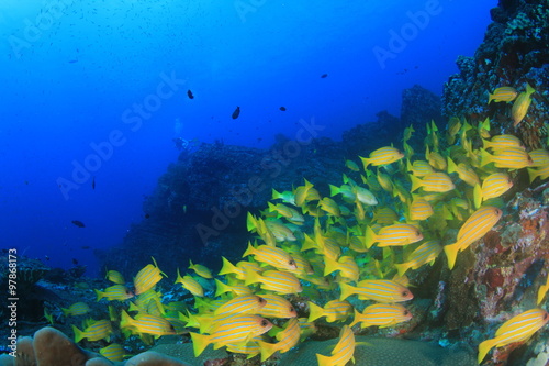 Fototapeta Naklejka Na Ścianę i Meble -  Underwater coral reef and tropical fish