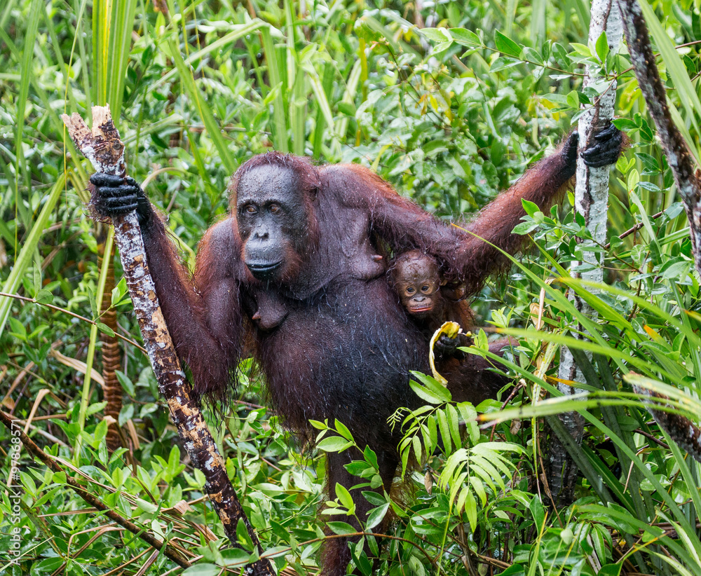 Obraz premium The female of the orangutan with a baby in a thicket of grass. Indonesia. The island of Kalimantan (Borneo). An excellent illustration.