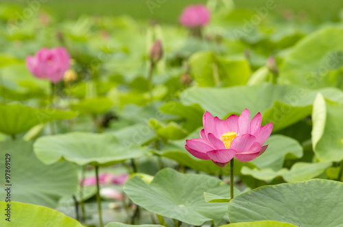 lotus flower in color