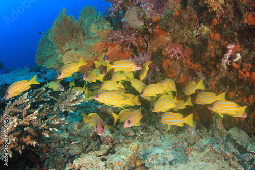 Fish school in Ocean underwater