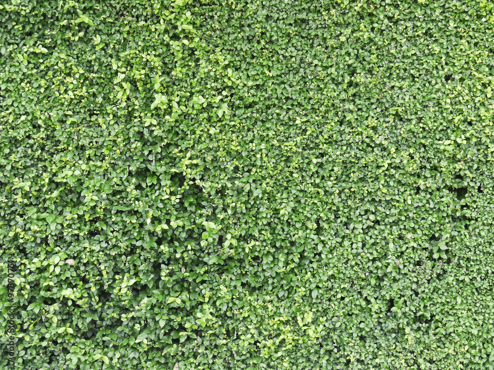 Ornamental shrubs ,Wall shrubs Ornamental shrubs ,Wall shrubs