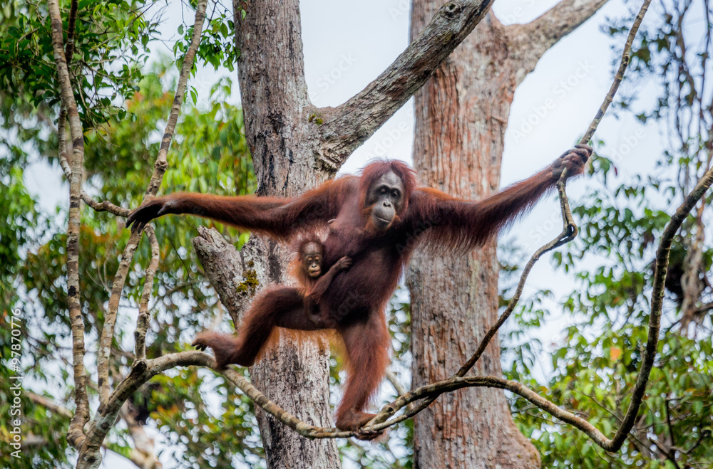 Fototapeta premium The female of the orangutan with a baby in a tree. Indonesia. The island of Kalimantan (Borneo). An excellent illustration.