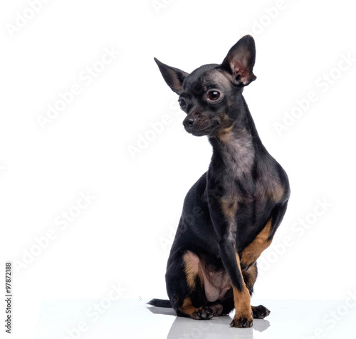 Cute Chihuahua isolated on white