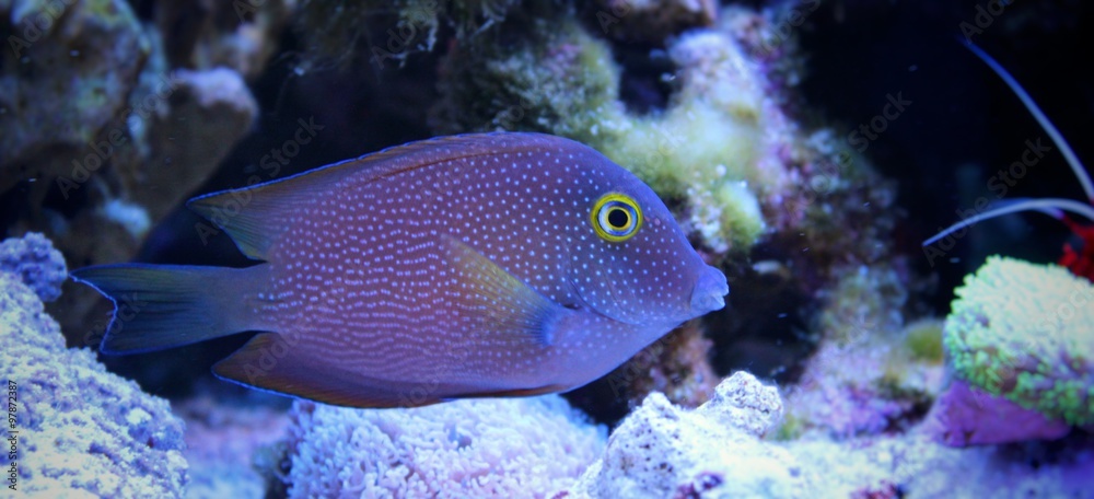 Kole yellow eye tang (Ctenochaetus strigosus) Kole yellow eye tang (Ctenochaetus strigosus)