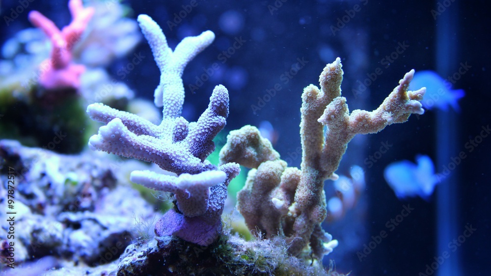 Fototapeta premium Branched Montipora Coral (Montipora digitata)