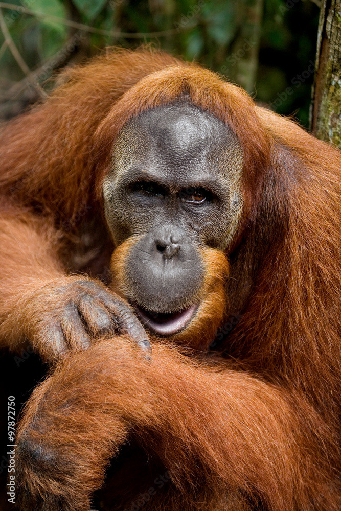 Obraz premium Portrait of a male orangutan. Close-up. Indonesia. The island of Kalimantan (Borneo). An excellent illustration.