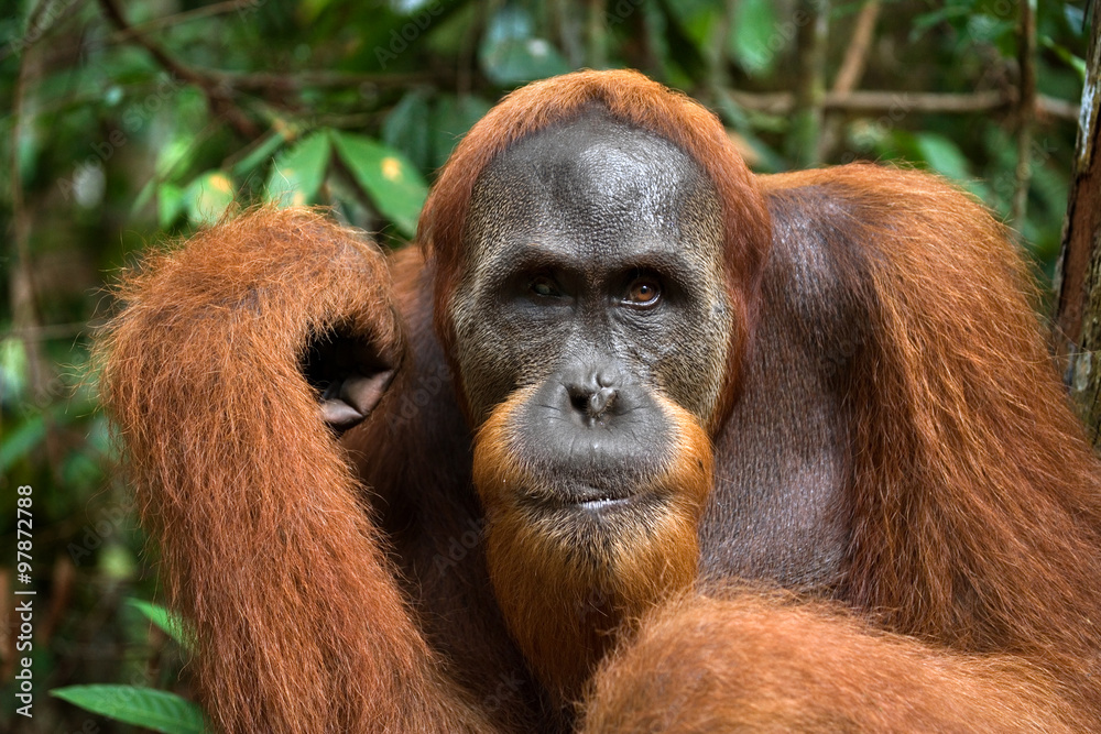Portrait of a male orangutan. Close-up. Indonesia. The island of Kalimantan (Borneo). An excellent illustration. Portrait of a male orangutan. Close-up. Indonesia. The island of Kalimantan (Borneo). An excellent illustration.