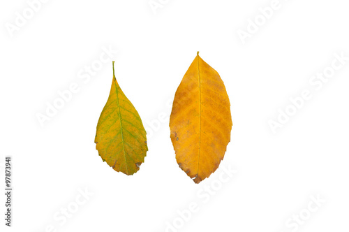 Yellow leaves on white background