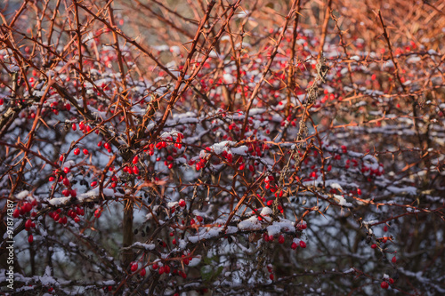 Rote Beeren am Strauch im Winter