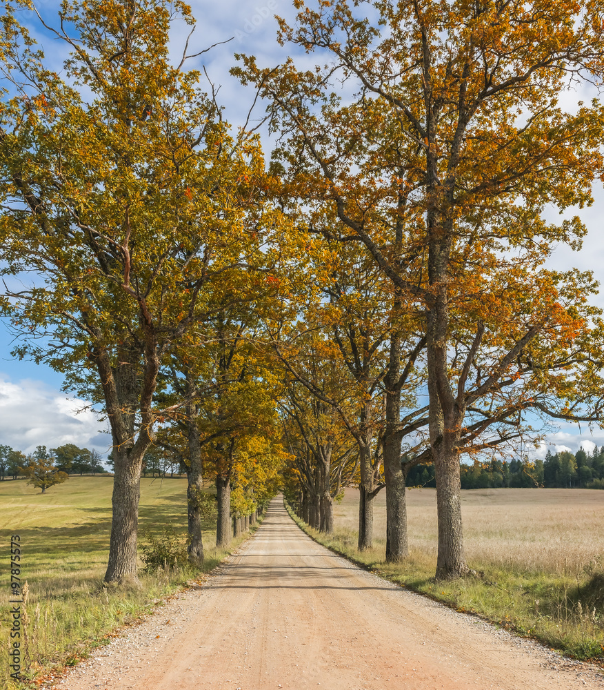 Countryside road in autumn