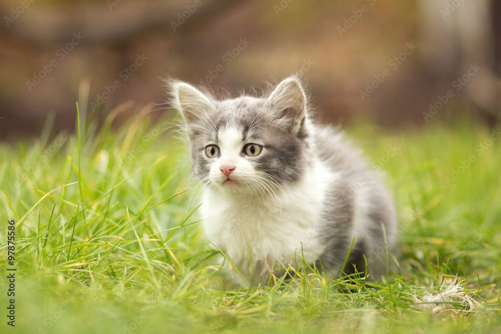 little kitten playing in the grass