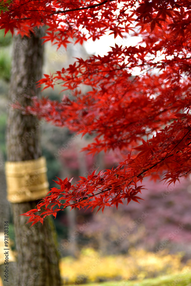 Koishikawa Korakuen Garden in Autumn in Tokyo Koishikawa Korakuen Garden in Autumn in Tokyo