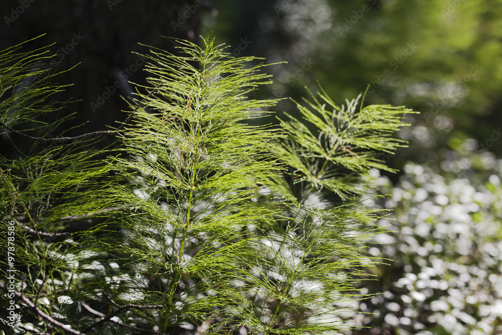 Horsetail plants in the backlight