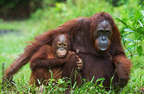 The female of the orangutan with a baby on ground. Indonesia. The island of Kalimantan (Borneo). An excellent illustration.