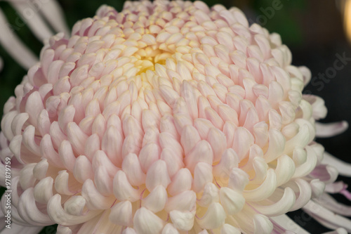 Pink Chrysanthemum