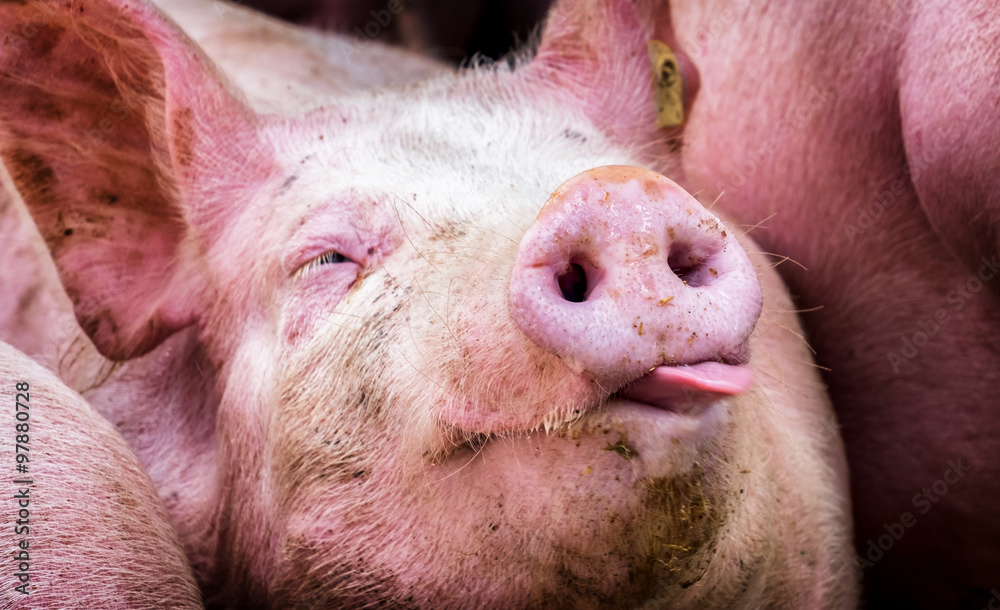 piglet piglet