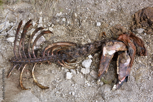 Carcass of a horse after wolves attack   © Vladimir Melnik